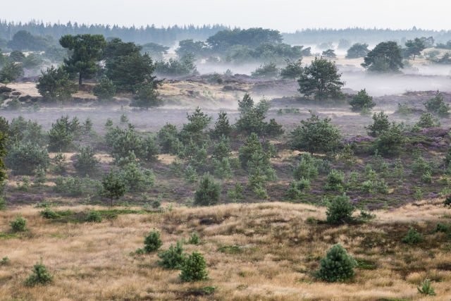 Nationalpark Drents-Friese Wold