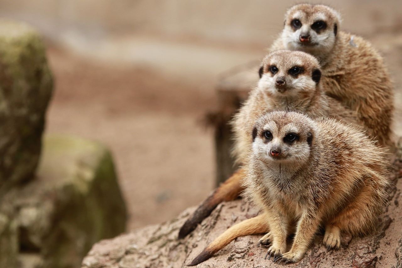 Erdmannchen wildlands zoo drenthe