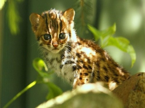 Tierpark Taman Indonesia
