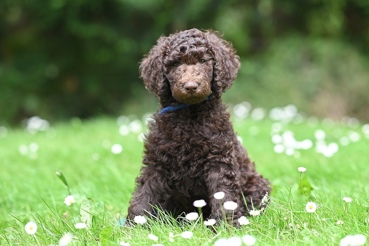 Hundefreundlicher Urlaub in Drenthe